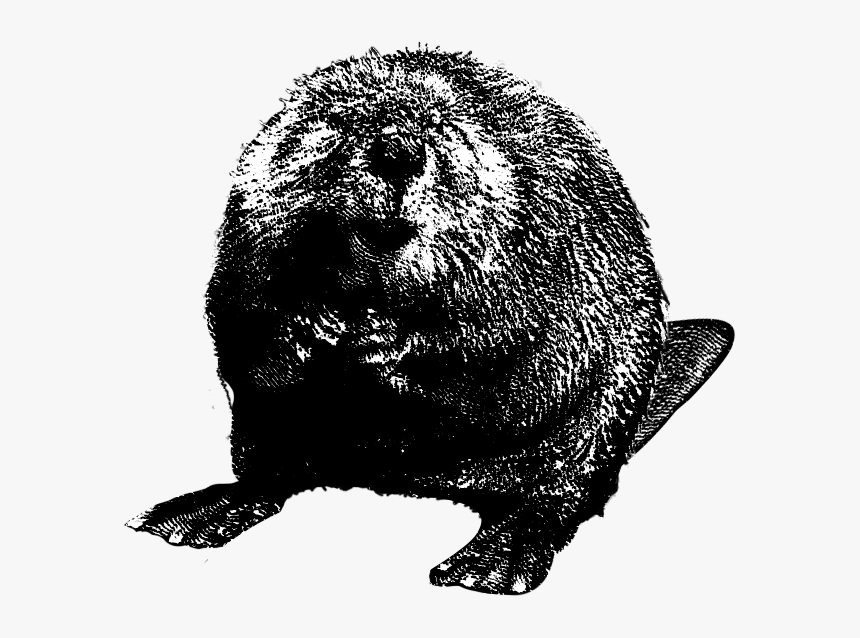 Download Beaver Png Clipart For Designing Projects - Beaver Black And White Png, Transparent Png, Free Download