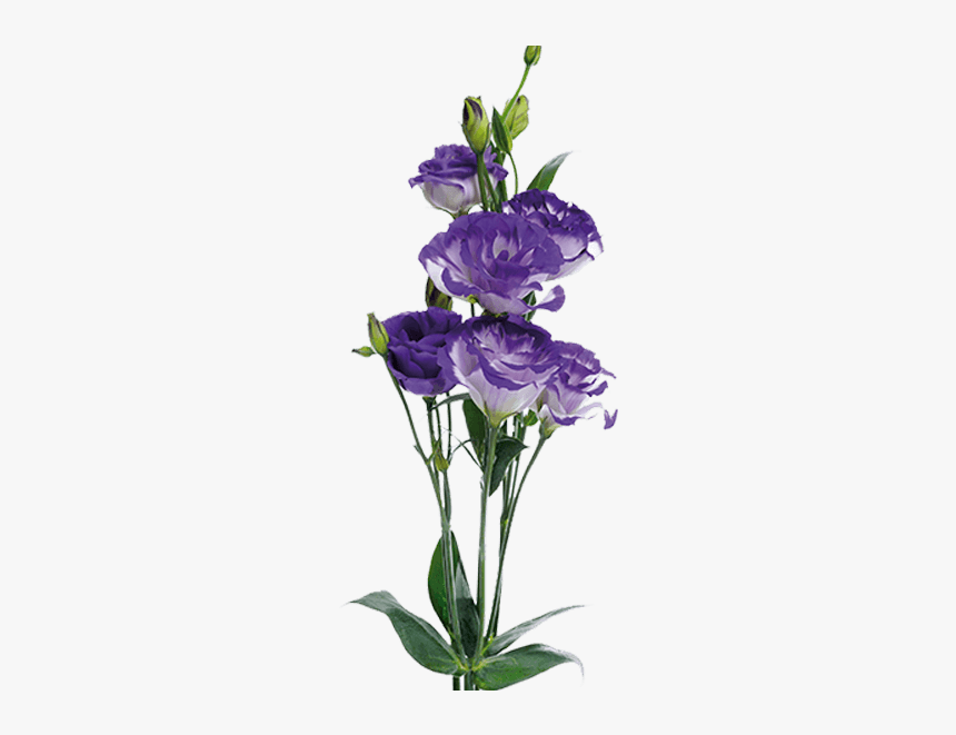 Lisianthus Png, Transparent Png, Free Download