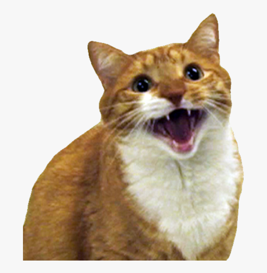 Angry Cat Free Png Image - Mylo The Cat, Transparent Png, Free Download