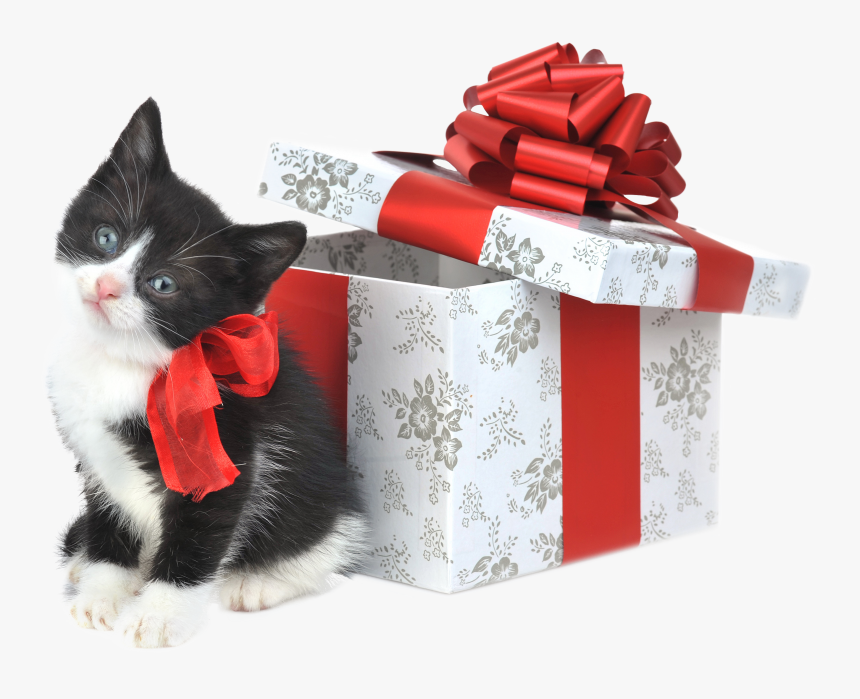 Download High Resolution - Merry Christmas Black And White Cat, HD Png Download, Free Download