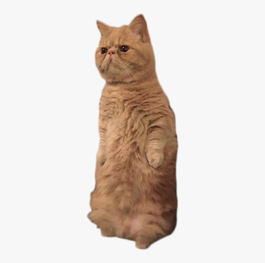 Cat Legs Png - British Longhair, Transparent Png, Free Download