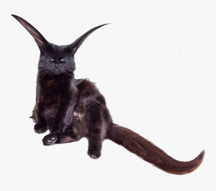 Black Cat, HD Png Download, Free Download