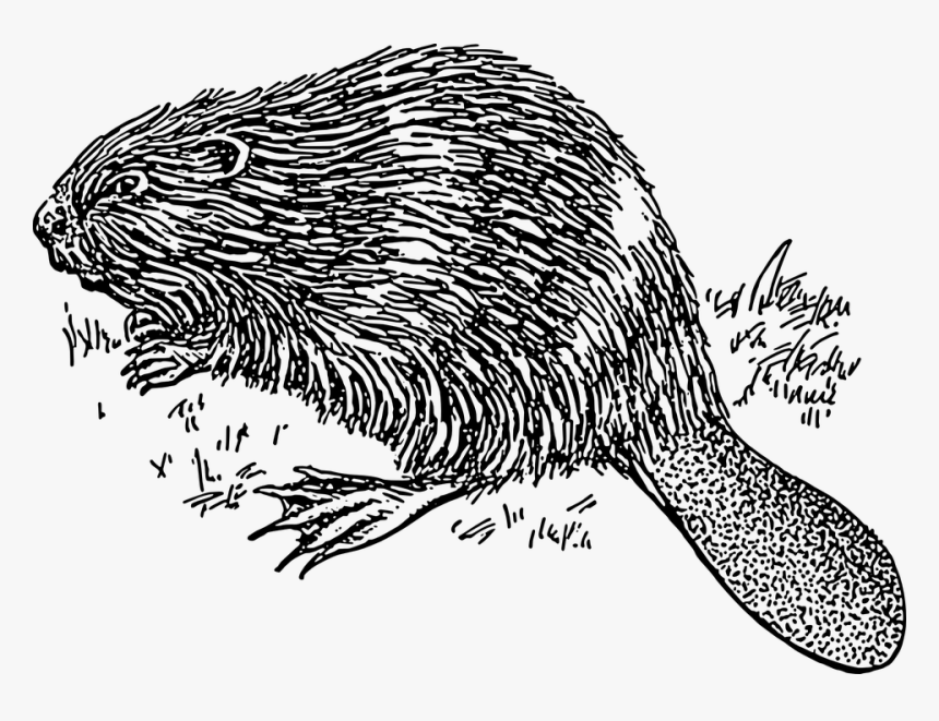 Grass, Beaver, Tail, Fur, Sleek - Beaver Black And White, HD Png Download, Free Download