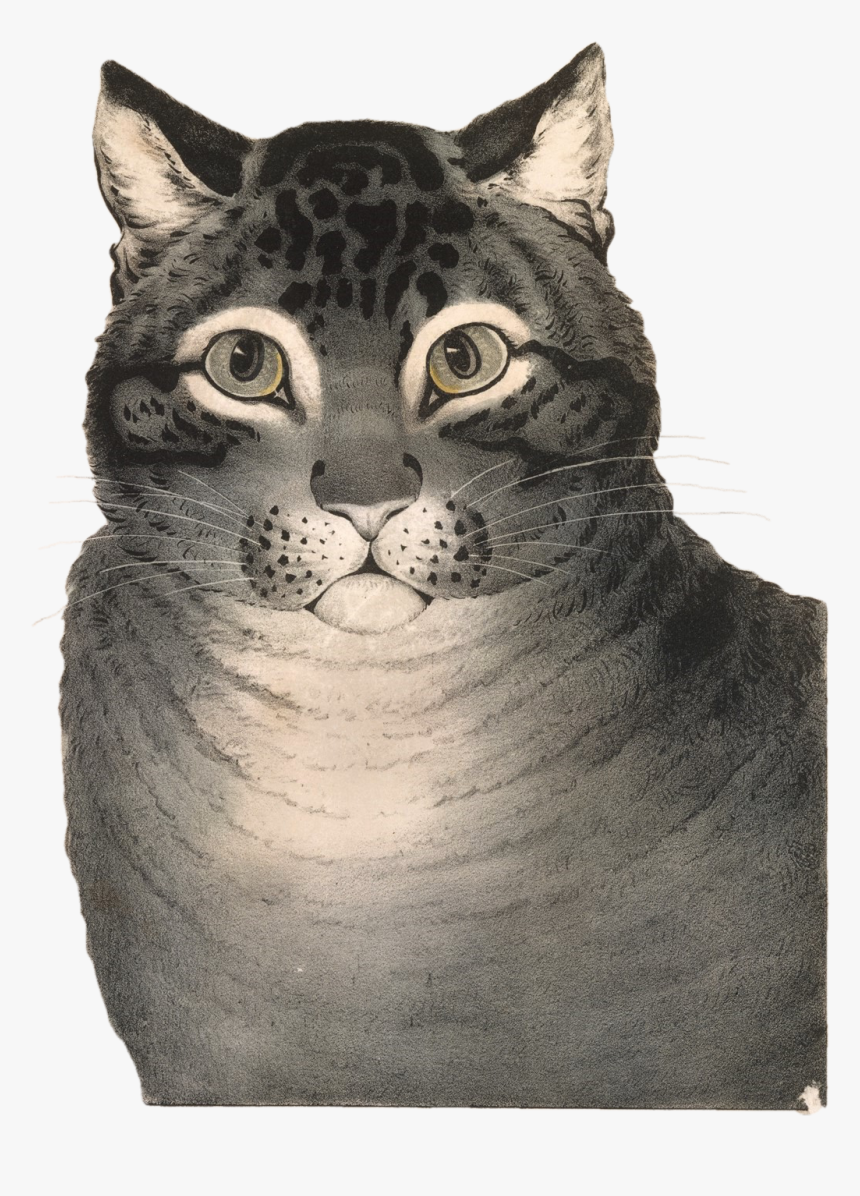 Cat .png, Transparent Png, Free Download