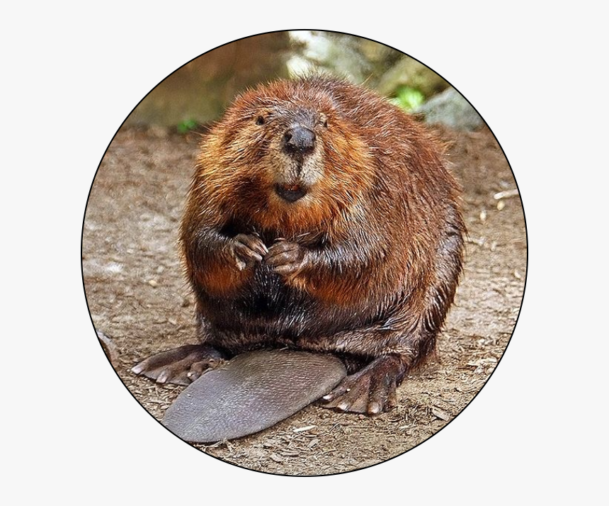 Best Beaver, HD Png Download, Free Download