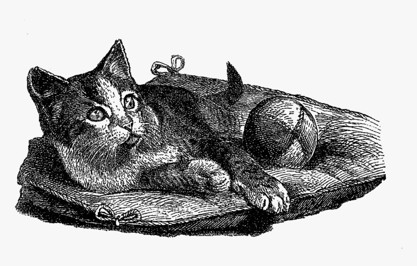 Cat Domestic Illustration Vintage - Domestic Short-haired Cat, HD Png Download, Free Download