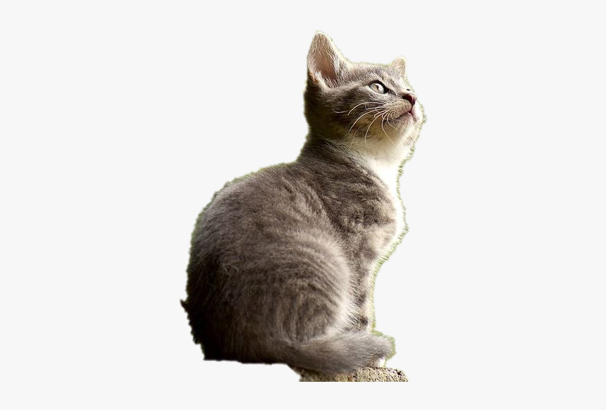 Cat, HD Png Download, Free Download