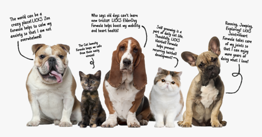 Pets Talking Graphic R1-bold - 5 Picture Of Animals, HD Png Download, Free Download