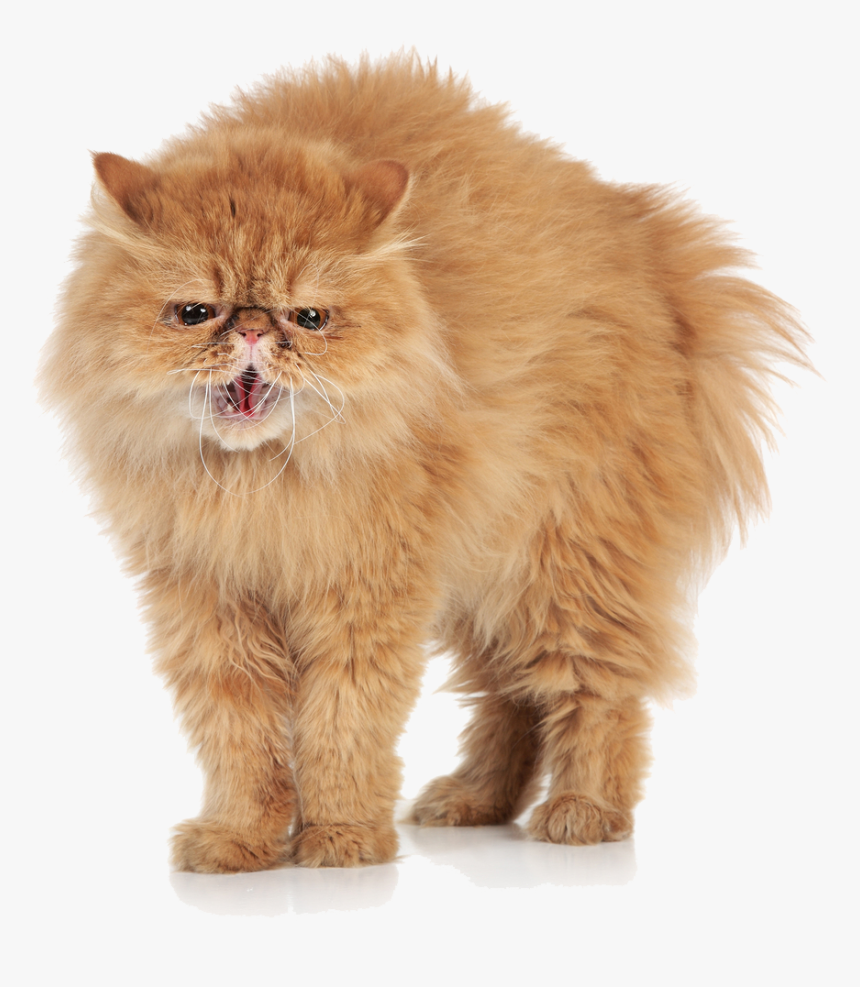 Angry Cat Transparent Images - Angry Cat White Background, HD Png Download, Free Download