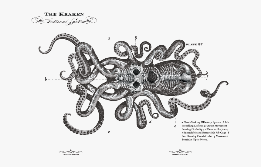 Transparent Octopus Clipart Black And White - Kraken Rum Skeleton, HD Png Download, Free Download