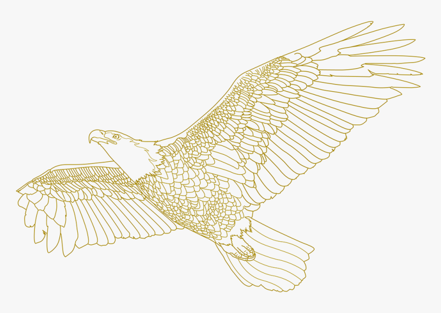 Vector Hawks Osprey - Buzzard, HD Png Download, Free Download
