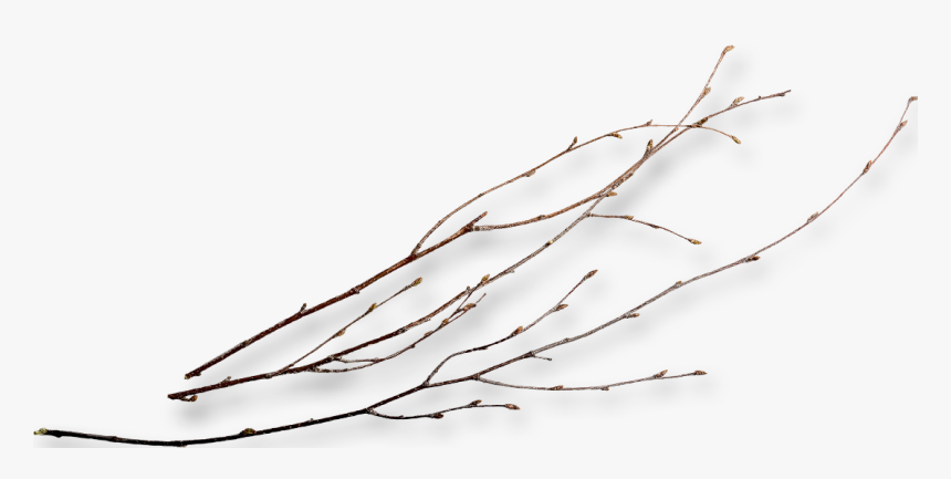 Twig Png Page - Transparent Twigs Png, Png Download, Free Download