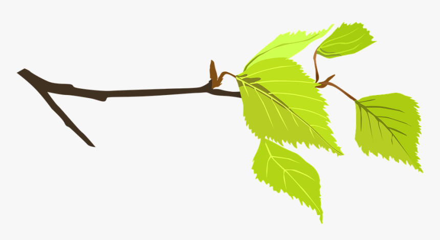 Branch, Flower, Twig, Spring, Bloom, Nature, Tree - ภาพ กิ่ง ไม้ Png, Transparent Png, Free Download