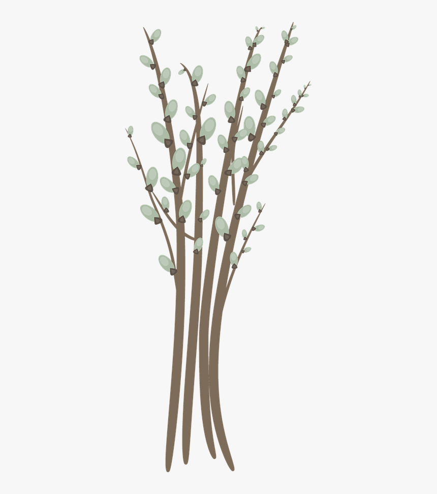 Willow Catkin Willow Branch Twig Free Picture - Illustration, HD Png Download, Free Download