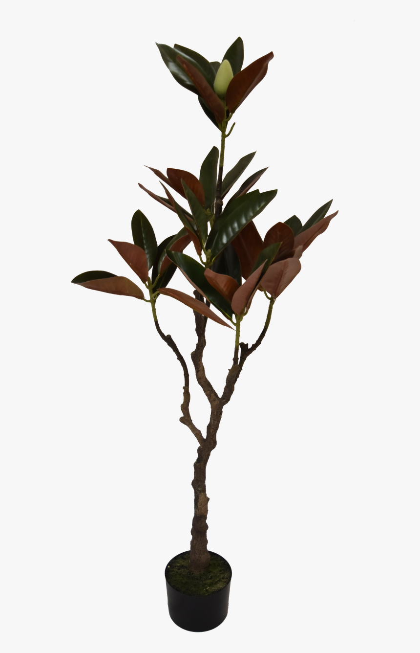 Transparent Magnolia Tree Png - Twig, Png Download, Free Download