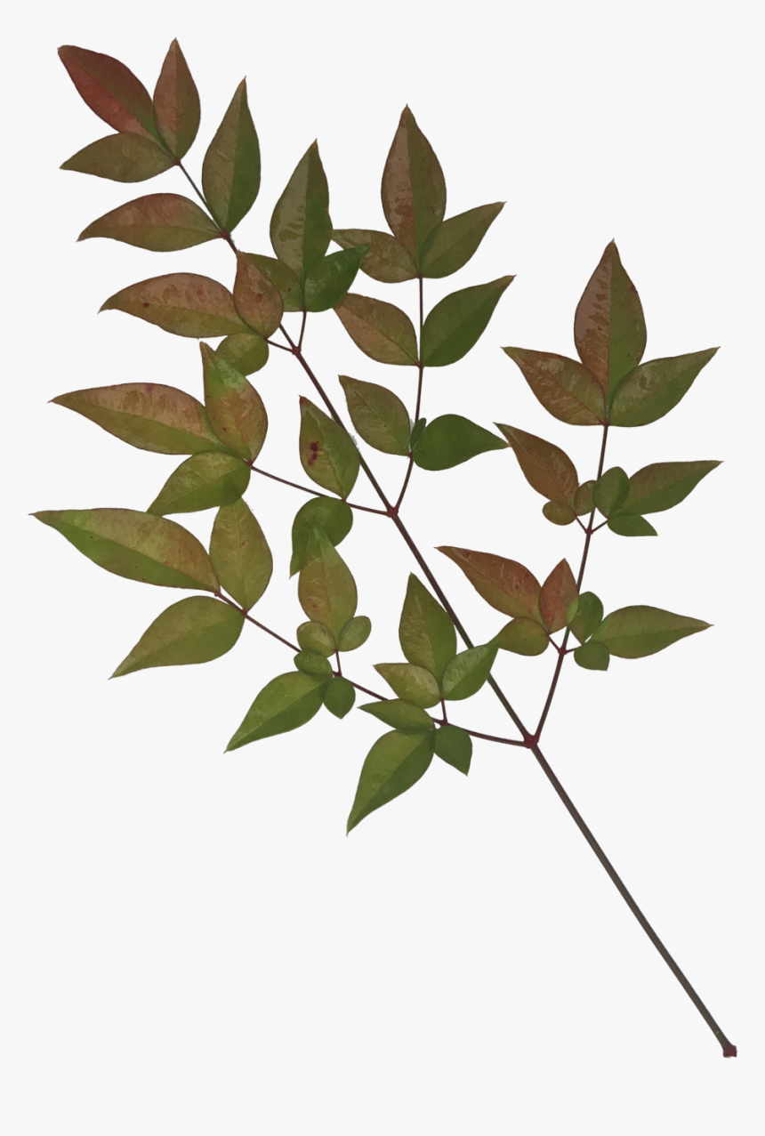 Leaves-1 - Twig - Twig, HD Png Download, Free Download