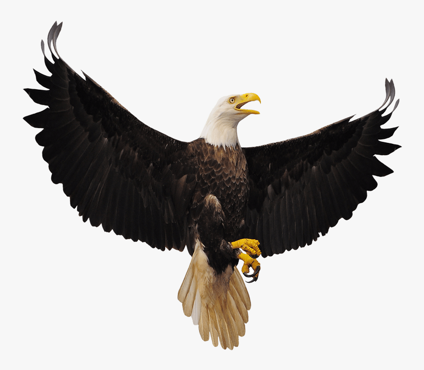 Eagle, HD Png Download, Free Download