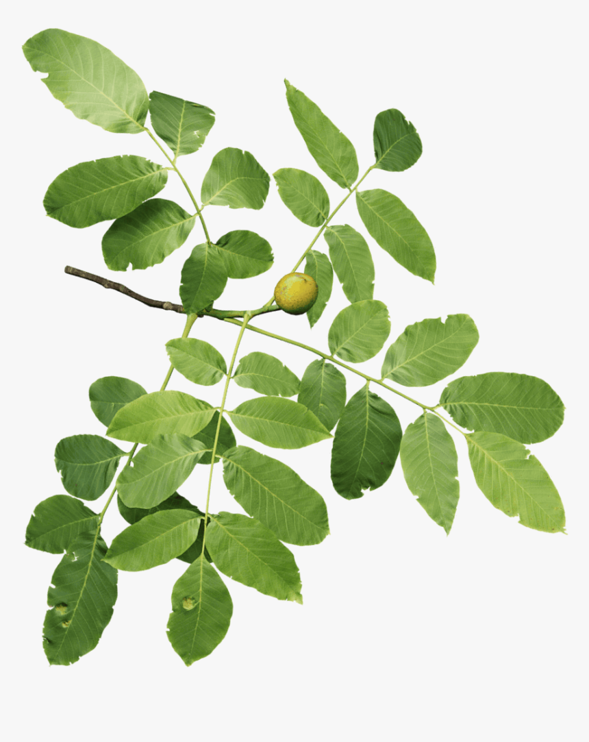 Transparent Twigs Png - Acacia Greggii, Png Download, Free Download