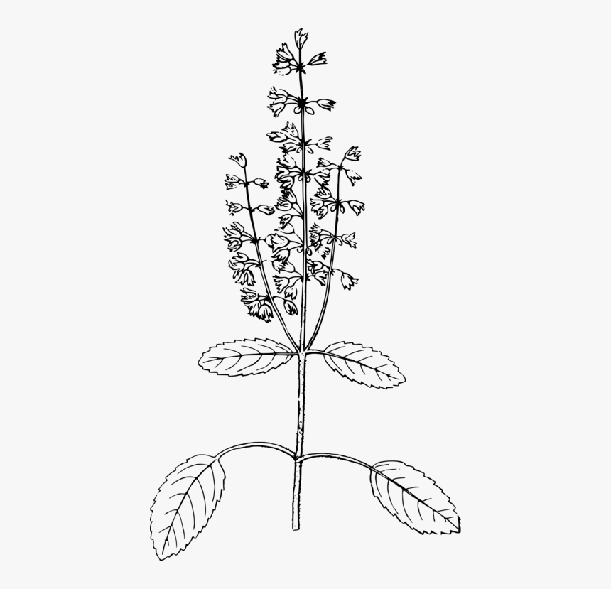 Basil Png Black And White - Black And White Basil Png, Transparent Png, Free Download