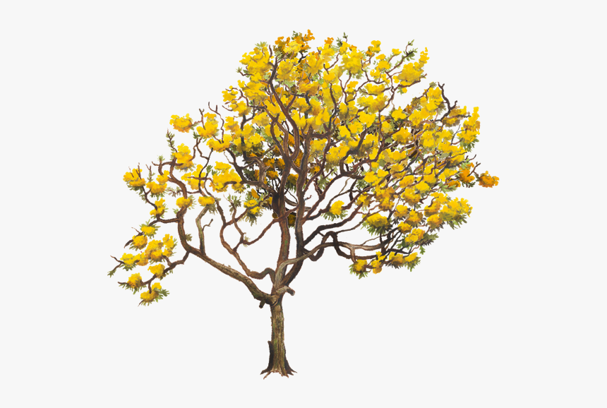 Aurea Tabebuia Tree Yellow Chrysantha Twig Clipart - Tabebuia Aurea Png, Transparent Png, Free Download