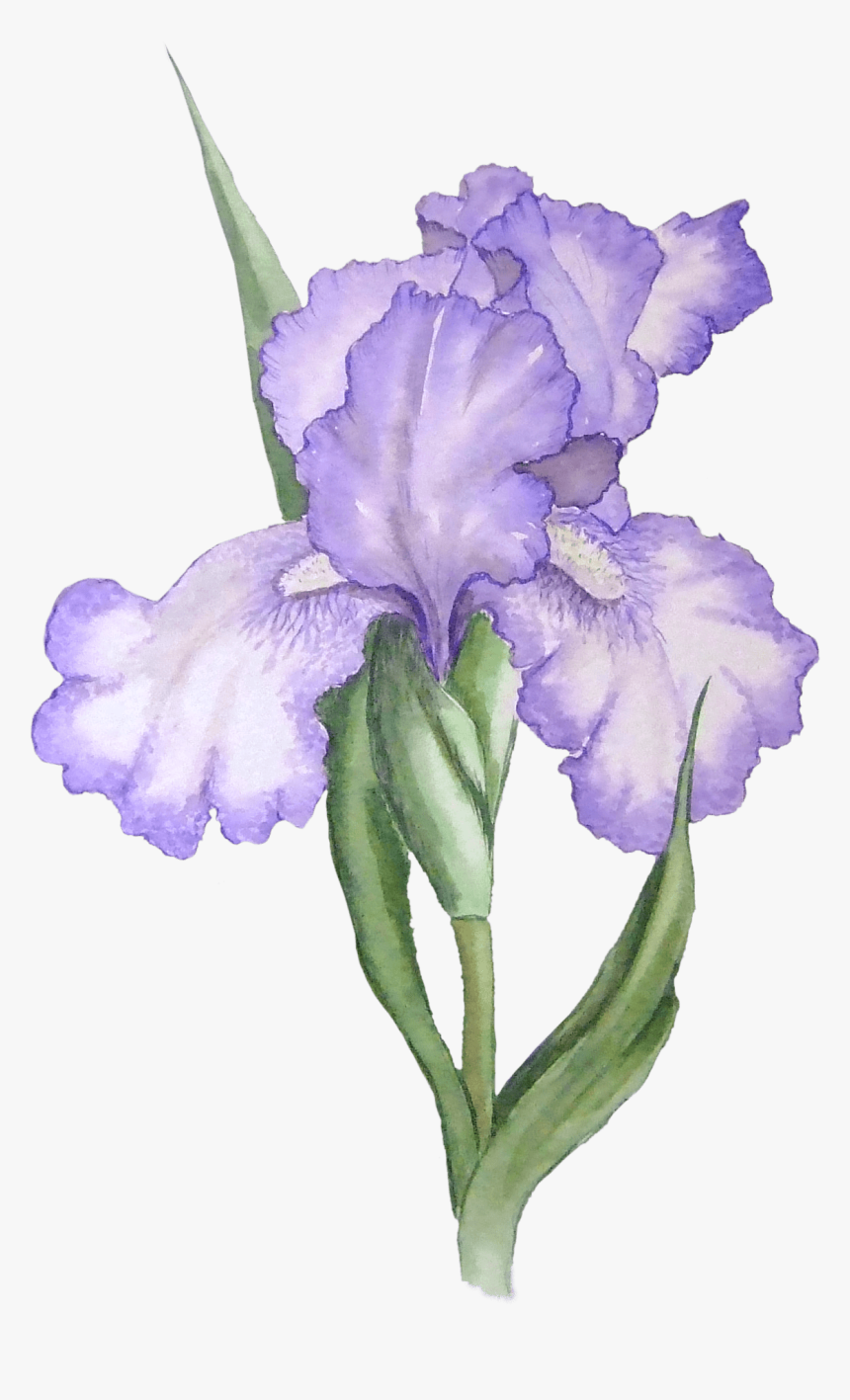 Iris Illustration - Iris Flower Png, Transparent Png, Free Download