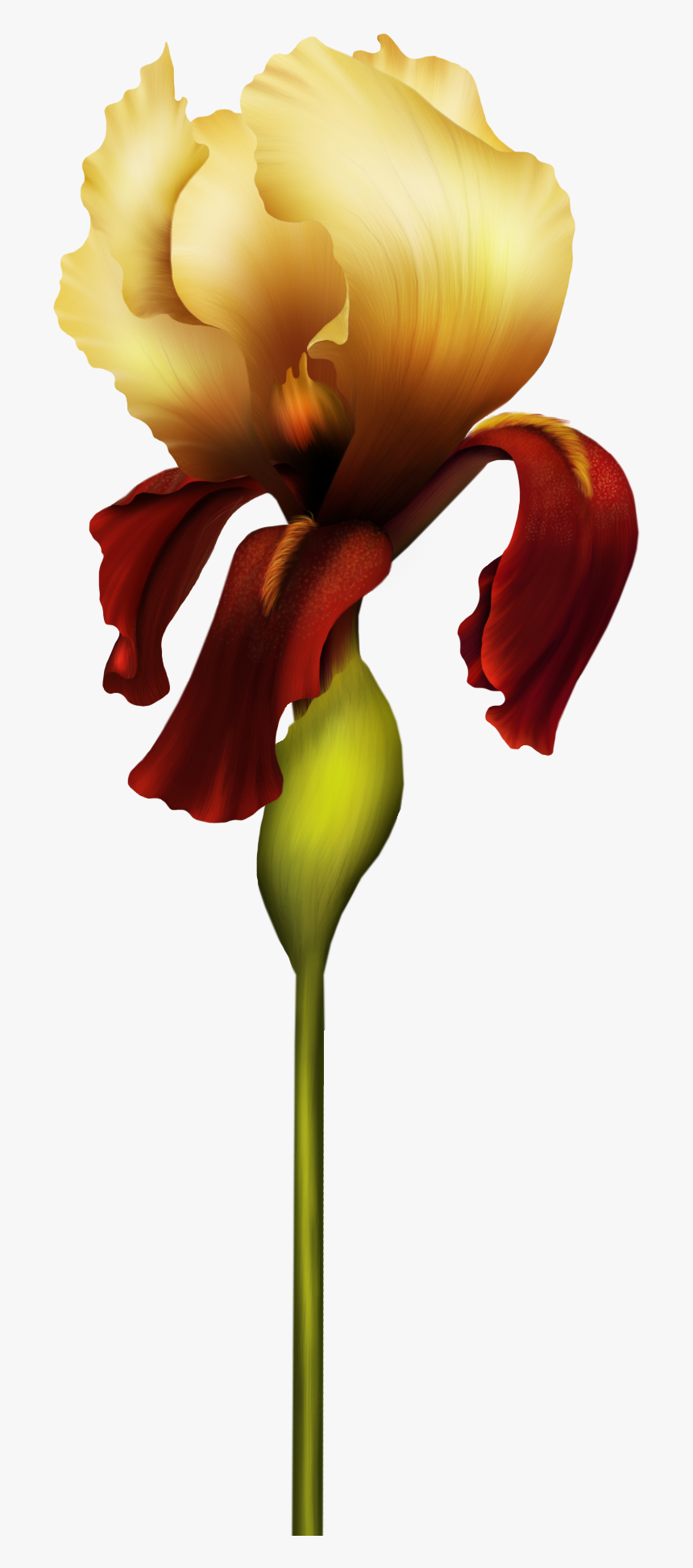 Iris Flower Png Clipart - Alfabeto De Orquideas Letrao, Transparent Png, Free Download