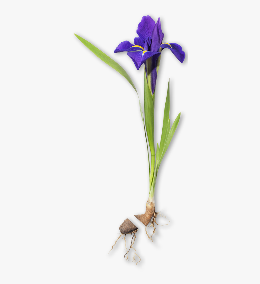 Orris Root, HD Png Download, Free Download