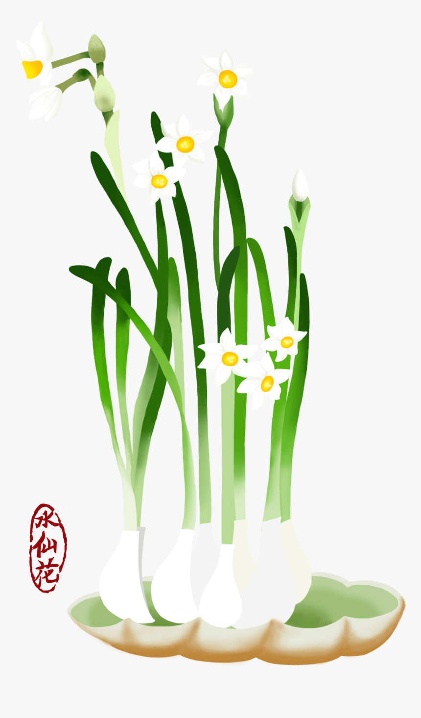 Blume Hand Gezeichnet Narzisse Pflanze Png Und Psd - Narcissus, Transparent Png, Free Download