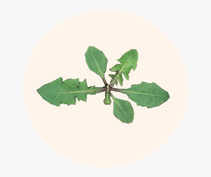 Scientific - Twig - Twig, HD Png Download, Free Download