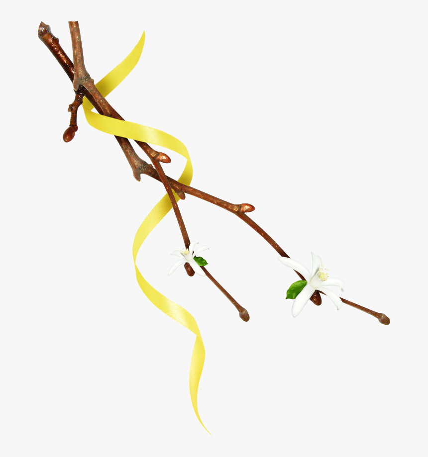 #mq #twig #twigs #leafs #leaf #leaves #nature #yellow - Twig, HD Png Download, Free Download