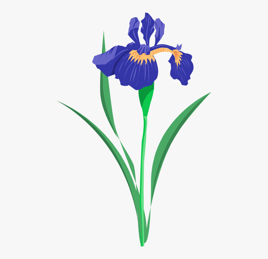 Iris Flower Png - Iris Flower Clip Art, Transparent Png, Free Download