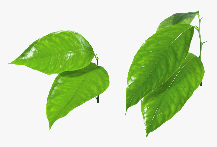 Green Leaf Png Clipart - Green Apple Slice Png, Transparent Png, Free Download