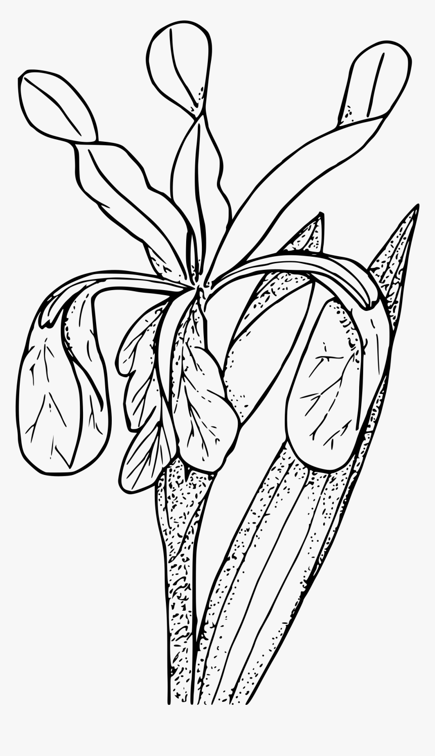 Tennessee Drawing Louisiana Iris - Iris Clipart Black And White Png, Transparent Png, Free Download