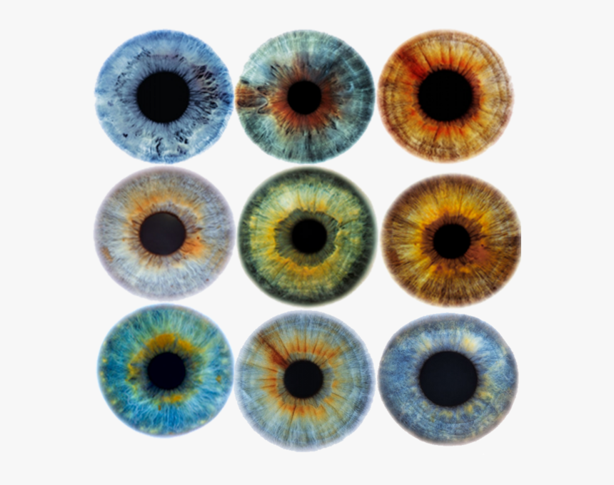 Transparent Eye Drawing Png - Eye Iris Colors, Png Download, Free Download
