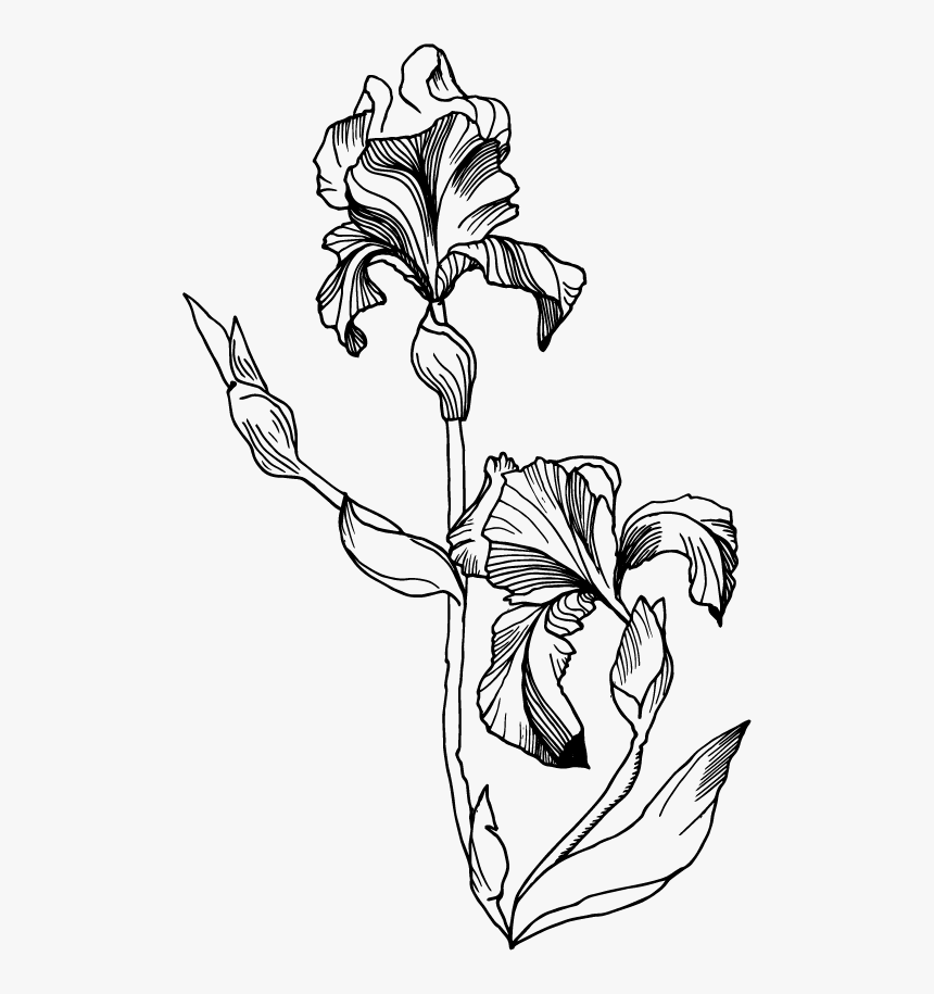 Transparent Iris Clipart Black And White - Black And White Iris Flower, HD Png Download, Free Download