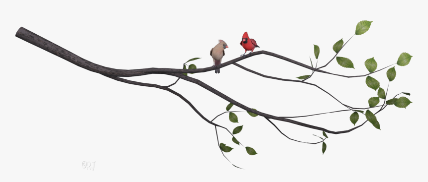 Transparent Cardinal On Branch Clipart - Cardinal, HD Png Download, Free Download