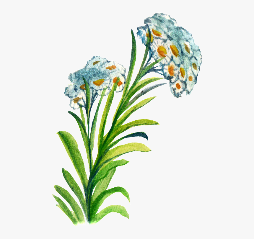 Hand-painted Flower Cartoon Transparent Watercolor - Iris, HD Png Download, Free Download