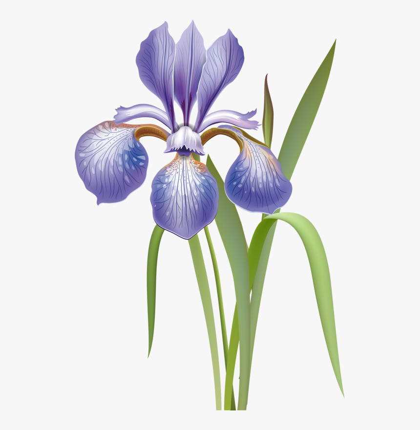Transparent Iris Flower Clipart - Iris Versicolor Drawing, HD Png Download ...