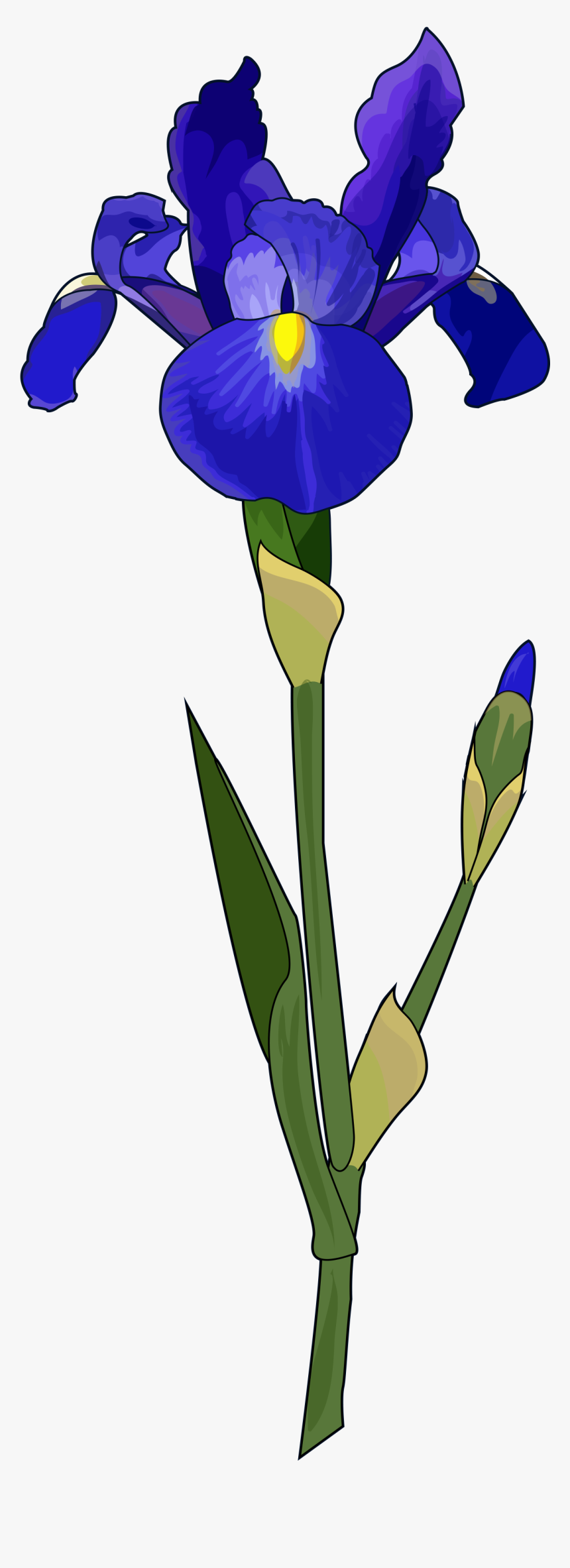 Transparent Iris Flower Graphics, HD Png Download, Free Download