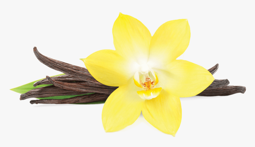 Transparent Vanilla Flower Png, Png Download, Free Download