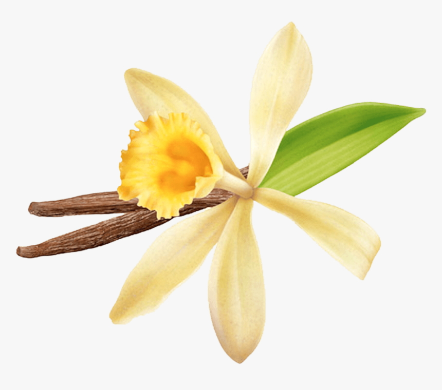 Bella Croissant With Vanilla Filling - Vanilla Bean Orchid Flower, HD Png Download, Free Download