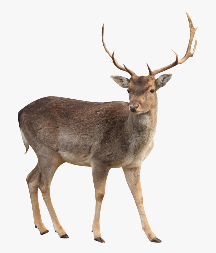 Buck Png - White Tailed Deer Png, Transparent Png, Free Download