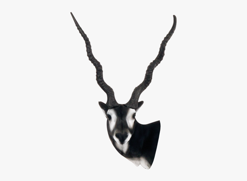 Delta Mckenzie - Black Buck Png, Transparent Png, Free Download