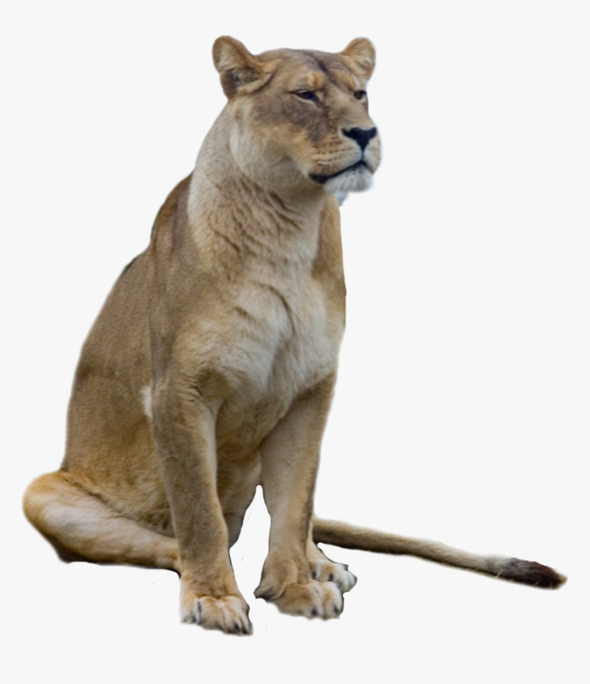 #lioness #lion #freetoedit, HD Png Download, Free Download