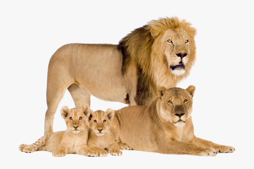 Sometimes You Will Want To Recover Specific Items From - Lion And Cub In White Background, HD Png Download, Free Download