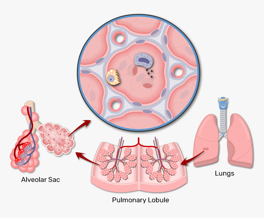 A Magnified View Of An Alveolar Sac - Alveoli Anatomy, HD Png Download, Free Download