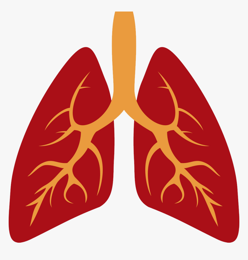 Lungs Png - Lungs Clipart, Transparent Png, Free Download