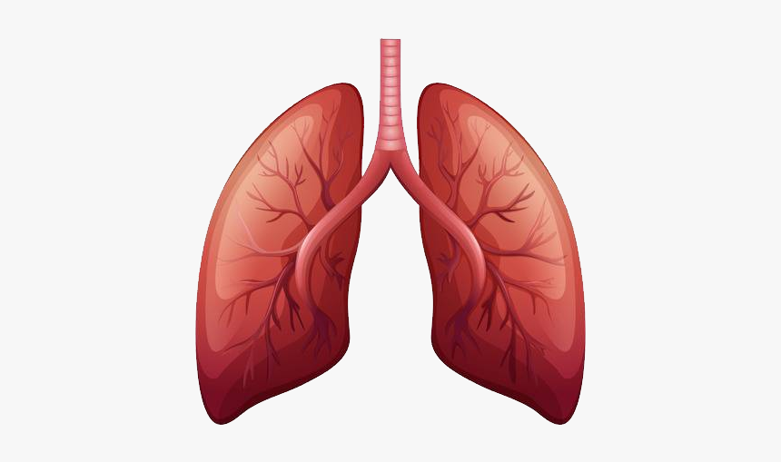 Lungs Png - Lung Cancer Before And After, Transparent Png, Free Download