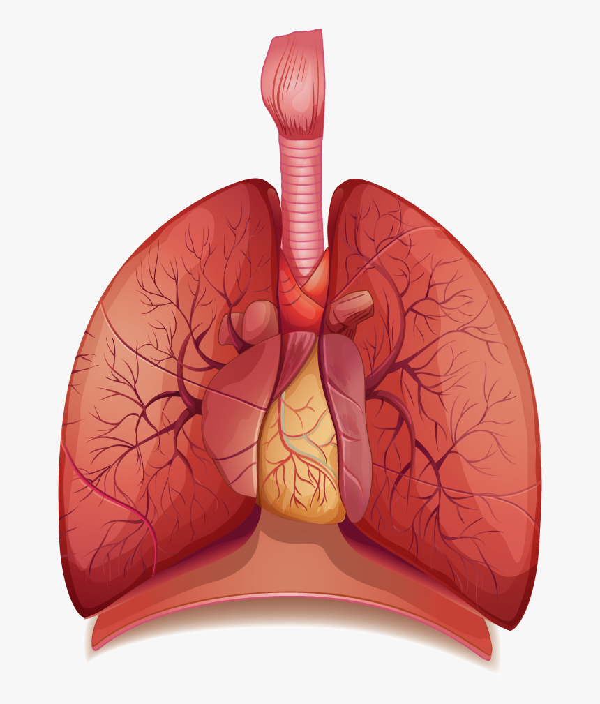 Lungs - Respiratory System Diagram Transparent, HD Png Download, Free Download