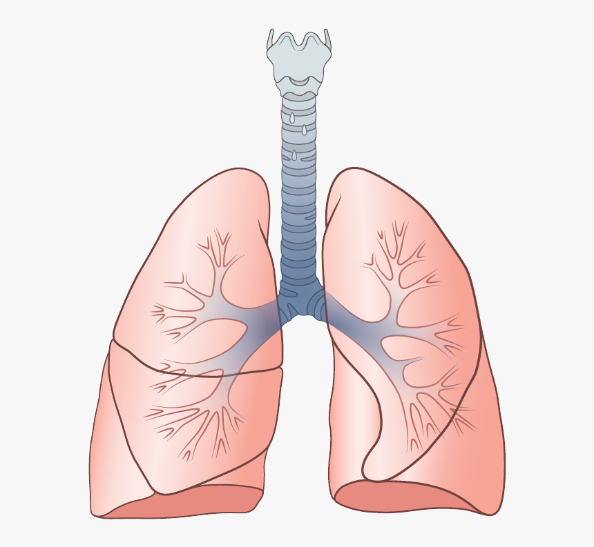 Lungs Png - Repertory System, Transparent Png, Free Download